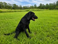 Luna, a female Labrador Retriever for sale in Savannah, GA – 3 of 10