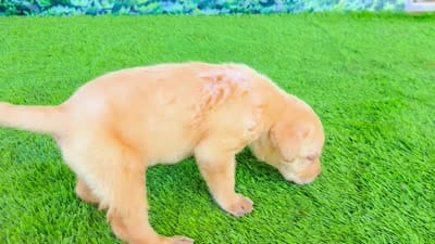 Kira, a female Labrador Retriever for sale in Port Wentworth, GA – 2 of 5