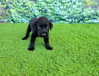 Leo, a male Labrador Retriever for sale in Savannah, GA – 7 of 7