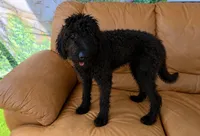 Sadie, a female Labradoodle for sale in Port Wentworth, GA – 5 of 5