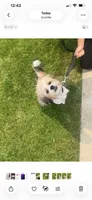 Cookie , a male Shih Tzu for sale in Tinley Park, IL – 2 of 3