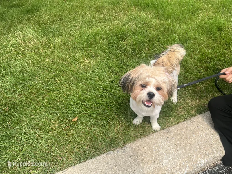 Cookie  – Shih Tzu puppy for sale in Tinley Park, IL