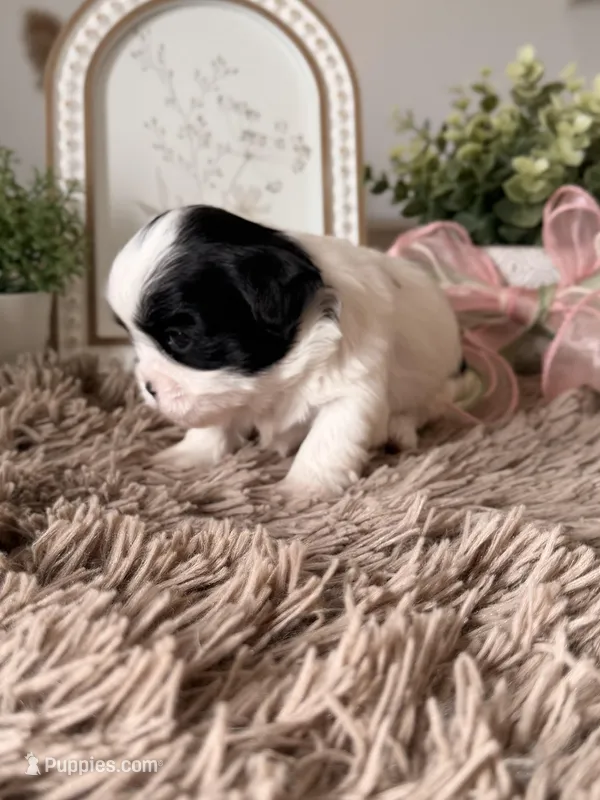 Boba  – Shihpoo puppy for sale in Knob Noster, MO