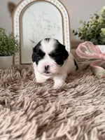 Boba , a male Shihpoo for sale in Knob Noster, MO – Photo 9 of 10