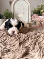 Boba , a male Shihpoo for sale in Knob Noster, MO – Photo 5 of 10