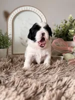 Boba , a male Shihpoo for sale in Knob Noster, MO – Photo 8 of 10