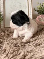 Boba , a male Shihpoo for sale in Knob Noster, MO – Photo 2 of 10
