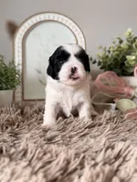 Boba , a male Shihpoo for sale in Knob Noster, MO – Photo 7 of 10