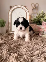 Butterbean, a male Shihpoo for sale in Knob Noster, MO – Photo 5 of 6