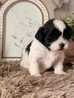 Butterbean, a male Shihpoo for sale in Knob Noster, MO – Photo 2 of 6