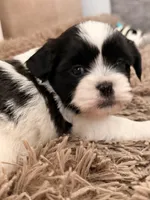 Butterbean, a male Shihpoo for sale in Knob Noster, MO – Photo 6 of 6