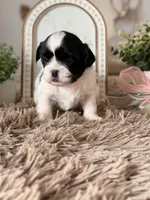 Butterbean, a male Shihpoo for sale in Knob Noster, MO – Photo 4 of 6