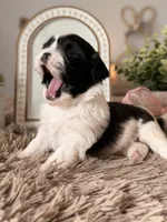 Butterbean, a male Shihpoo for sale in Knob Noster, MO – Photo 3 of 6