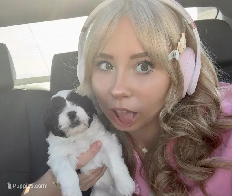 Butterbean – Shihpoo puppy for sale in Knob Noster, MO