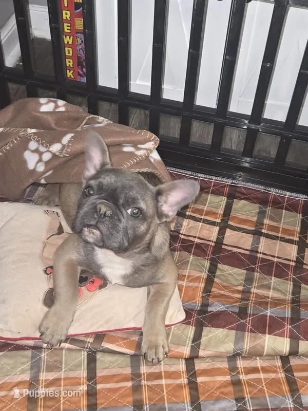 Sadie – French Bulldog puppy for sale in Mechanicsville, VA
