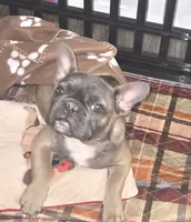 Sadie, a female French Bulldog for sale in Mechanicsville, VA – 2 of 2
