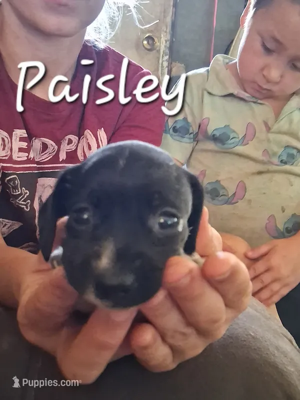 Paisley – Miniature Dachshund puppy for sale in Boonville, MO