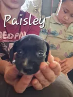 Paisley, a female Miniature Dachshund for sale in Boonville, MO – 1 of 1