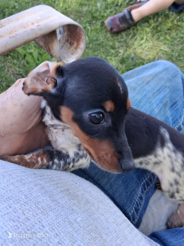 Princess – Miniature Dachshund puppy for sale in Boonville, MO