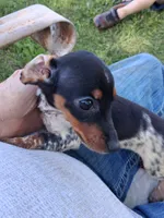 Princess, a female Miniature Dachshund for sale in Boonville, MO – 1 of 4