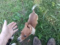 Bob, a male Miniature Dachshund for sale in Boonville, MO – 4 of 4