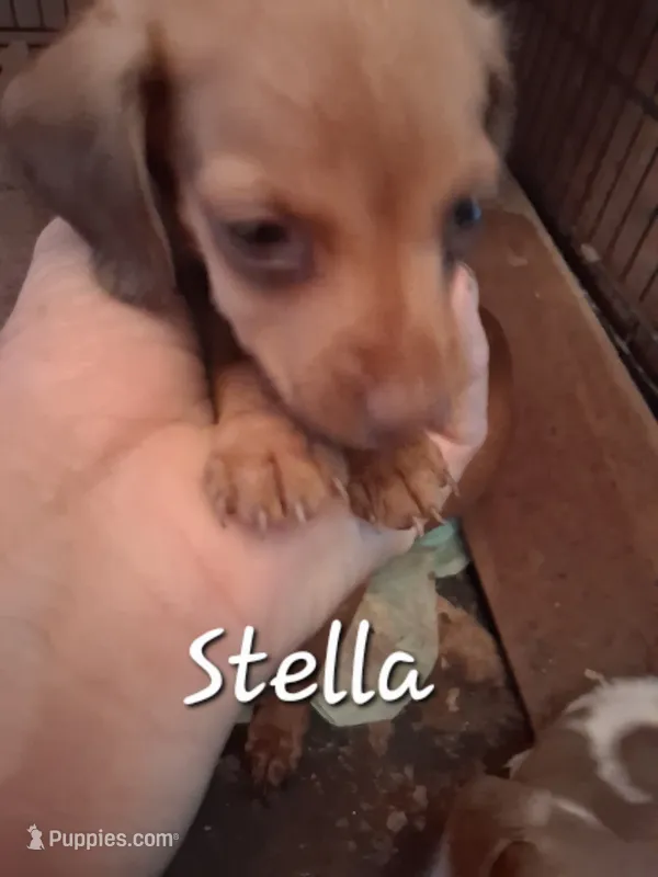 Stella – Miniature Dachshund puppy for sale in Boonville, MO