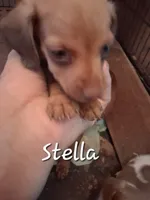 Stella, a female Miniature Dachshund for sale in Boonville, MO – 1 of 2
