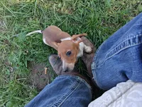 Bob, a male Miniature Dachshund for sale in Boonville, MO – 3 of 4