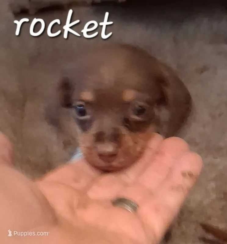 Rocket – Miniature Dachshund puppy for sale in Boonville, MO