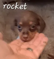 Rocket, a male Miniature Dachshund for sale in Boonville, MO – 1 of 2