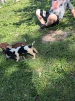 Kevin, a male Miniature Dachshund for sale in Boonville, MO – 3 of 4