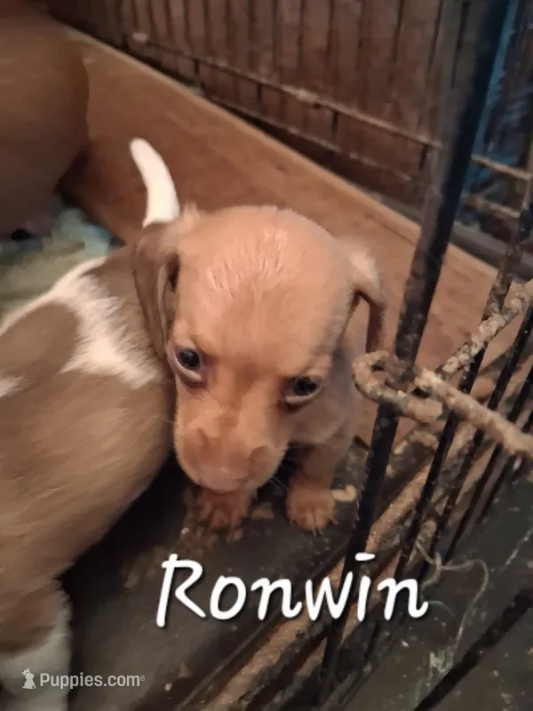 Rowin – Miniature Dachshund puppy for sale in Boonville, MO