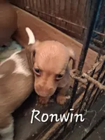 Rowin, a male Miniature Dachshund for sale in Boonville, MO – 1 of 2