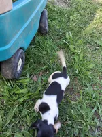 Kevin, a male Miniature Dachshund for sale in Boonville, MO – 2 of 4