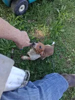 Bob, a male Miniature Dachshund for sale in Boonville, MO – 2 of 4