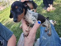 Princess, a female Miniature Dachshund for sale in Boonville, MO – 3 of 4