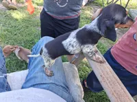 Princess, a female Miniature Dachshund for sale in Boonville, MO – 2 of 4