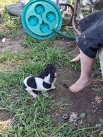 Kevin, a male Miniature Dachshund for sale in Boonville, MO – 4 of 4