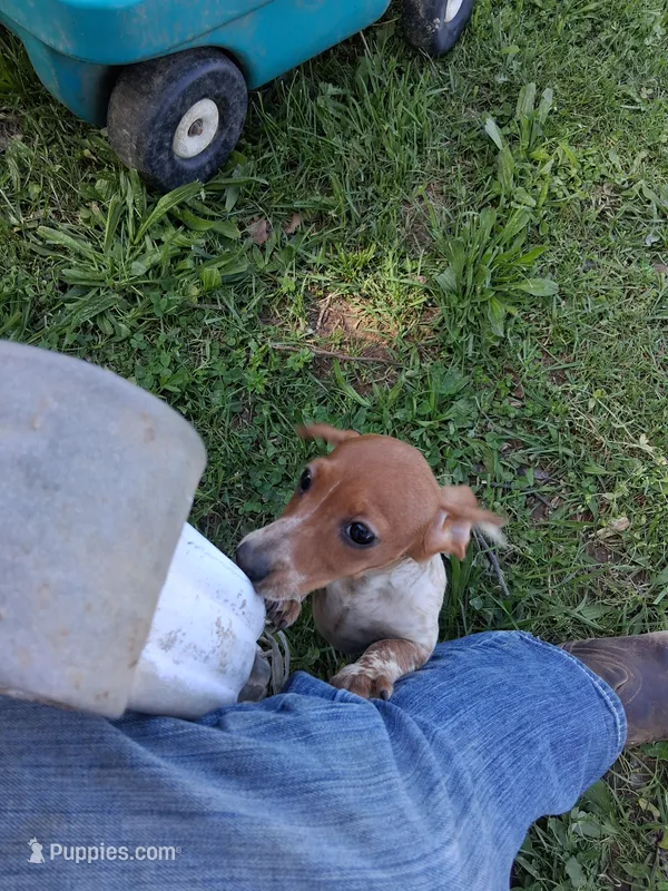 Bob – Miniature Dachshund puppy for sale in Boonville, MO