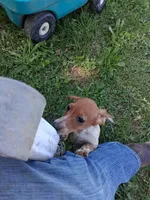 Bob, a male Miniature Dachshund for sale in Boonville, MO – 1 of 4