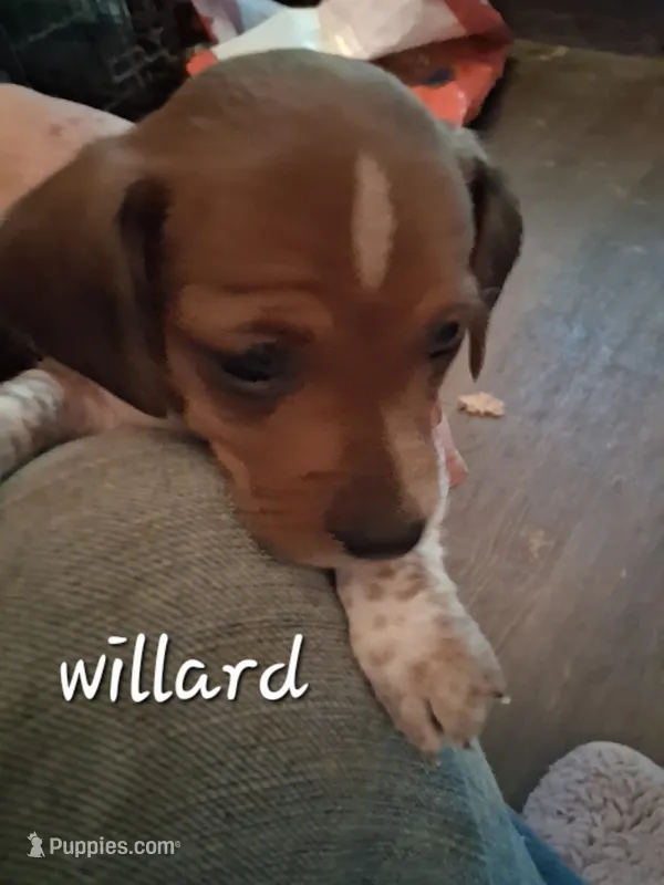 Willard – Miniature Dachshund puppy for sale in Boonville, MO