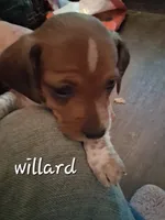 Willard, a male Miniature Dachshund for sale in Boonville, MO – 1 of 2