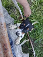 Princess, a female Miniature Dachshund for sale in Boonville, MO – 4 of 4