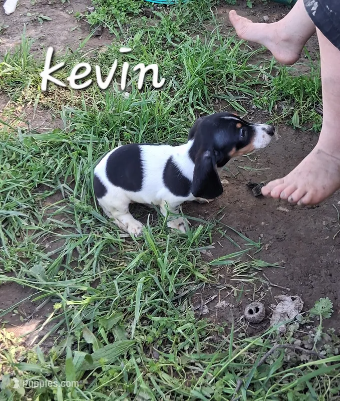 Kevin – Miniature Dachshund puppy for sale in Boonville, MO