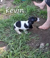 Kevin, a male Miniature Dachshund for sale in Boonville, MO – 1 of 4