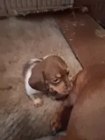 Rocket, a male Miniature Dachshund for sale in Boonville, MO – 2 of 2