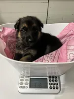 Luna Rose 🌹, a female German Shepherd Dog for sale in Basom, NY – Photo 9 of 10