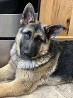 Luna Rose 🌹, a female German Shepherd Dog for sale in Basom, NY – Photo 4 of 10