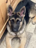 Luna Rose 🌹, a female German Shepherd Dog for sale in Basom, NY – Photo 3 of 10