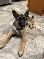 Luna Rose 🌹, a female German Shepherd Dog for sale in Basom, NY – Photo 6 of 10
